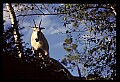 10076-00201-Mountain Goat, Oreamnos americanus.jpg