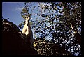 10076-00202-Mountain Goat, Oreamnos americanus.jpg