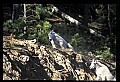 10076-00203-Mountain Goat, Oreamnos americanus.jpg