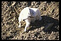 10076-00212-Mountain Goat, Oreamnos americanus.jpg