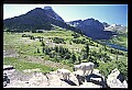 10076-00222-Mountain Goat, Oreamnos americanus.jpg