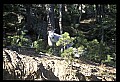 10076-00235-Mountain Goat, Oreamnos americanus.jpg