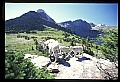 10076-00241-Mountain Goat, Oreamnos americanus.jpg