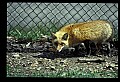 10085-00007-Red Fox, Vulpes vulpes.jpg