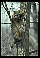 10086-00001-Gray Fox, Urocyon cineoarrgenteus.jpg