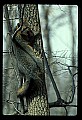 10086-00002-Gray Fox, Urocyon cineoarrgenteus.jpg