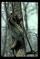 10086-00003-Gray Fox, Urocyon cineoarrgenteus.jpg