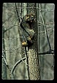 10086-00005-Gray Fox, Urocyon cineoarrgenteus.jpg