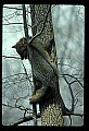 10086-00006-Gray Fox, Urocyon cineoarrgenteus.jpg