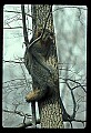 10086-00007-Gray Fox, Urocyon cineoarrgenteus.jpg