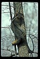 10086-00008-Gray Fox, Urocyon cineoarrgenteus.jpg