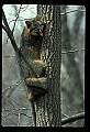 10086-00009-Gray Fox, Urocyon cineoarrgenteus.jpg