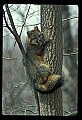 10086-00012-Gray Fox, Urocyon cineoarrgenteus.jpg