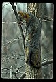 10086-00014-Gray Fox, Urocyon cineoarrgenteus.jpg