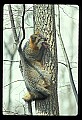 10086-00016-Gray Fox, Urocyon cineoarrgenteus.jpg