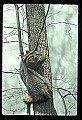 10086-00018-Gray Fox, Urocyon cineoarrgenteus.jpg