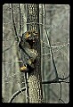 10086-00020-Gray Fox, Urocyon cineoarrgenteus.jpg