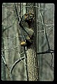 10086-00021-Gray Fox, Urocyon cineoarrgenteus.jpg