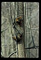 10086-00022-Gray Fox, Urocyon cineoarrgenteus.jpg