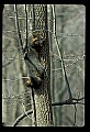 10086-00023-Gray Fox, Urocyon cineoarrgenteus.jpg