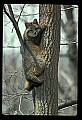 10086-00024-Gray Fox, Urocyon cineoarrgenteus.jpg