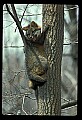 10086-00025-Gray Fox, Urocyon cineoarrgenteus.jpg