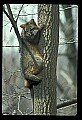 10086-00026-Gray Fox, Urocyon cineoarrgenteus.jpg