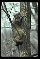 10086-00027-Gray Fox, Urocyon cineoarrgenteus.jpg