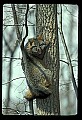 10086-00029-Gray Fox, Urocyon cineoarrgenteus.jpg