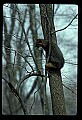 10086-00030-Gray Fox, Urocyon cineoarrgenteus.jpg