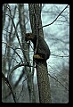 10086-00031-Gray Fox, Urocyon cineoarrgenteus.jpg
