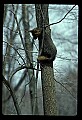 10086-00032-Gray Fox, Urocyon cineoarrgenteus.jpg
