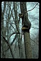 10086-00033-Gray Fox, Urocyon cineoarrgenteus.jpg