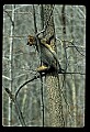 10086-00034-Gray Fox, Urocyon cineoarrgenteus.jpg
