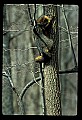 10086-00035-Gray Fox, Urocyon cineoarrgenteus.jpg