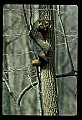 10086-00036-Gray Fox, Urocyon cineoarrgenteus.jpg