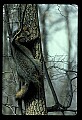 10086-00037-Gray Fox, Urocyon cineoarrgenteus.jpg
