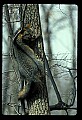10086-00038-Gray Fox, Urocyon cineoarrgenteus.jpg