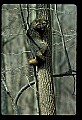 10086-00039-Gray Fox, Urocyon cineoarrgenteus.jpg