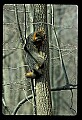 10086-00040-Gray Fox, Urocyon cineoarrgenteus.jpg