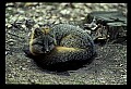 10086-00041-Gray Fox, Urocyon cineoarrgenteus.jpg