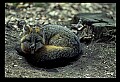 10086-00043-Gray Fox, Urocyon cineoarrgenteus.jpg