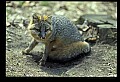 10086-00047-Gray Fox, Urocyon cineoarrgenteus.jpg