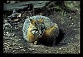 10086-00049-Gray Fox, Urocyon cineoarrgenteus.jpg
