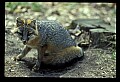 10086-00050-Gray Fox, Urocyon cineoarrgenteus.jpg