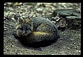 10086-00052-Gray Fox, Urocyon cineoarrgenteus.jpg