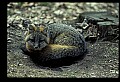 10086-00053-Gray Fox, Urocyon cineoarrgenteus.jpg