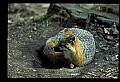 10086-00055-Gray Fox, Urocyon cineoarrgenteus.jpg