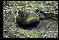 10086-00058-Gray Fox, Urocyon cineoarrgenteus.jpg