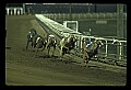 10089-00010-Grayhound Racing.jpg